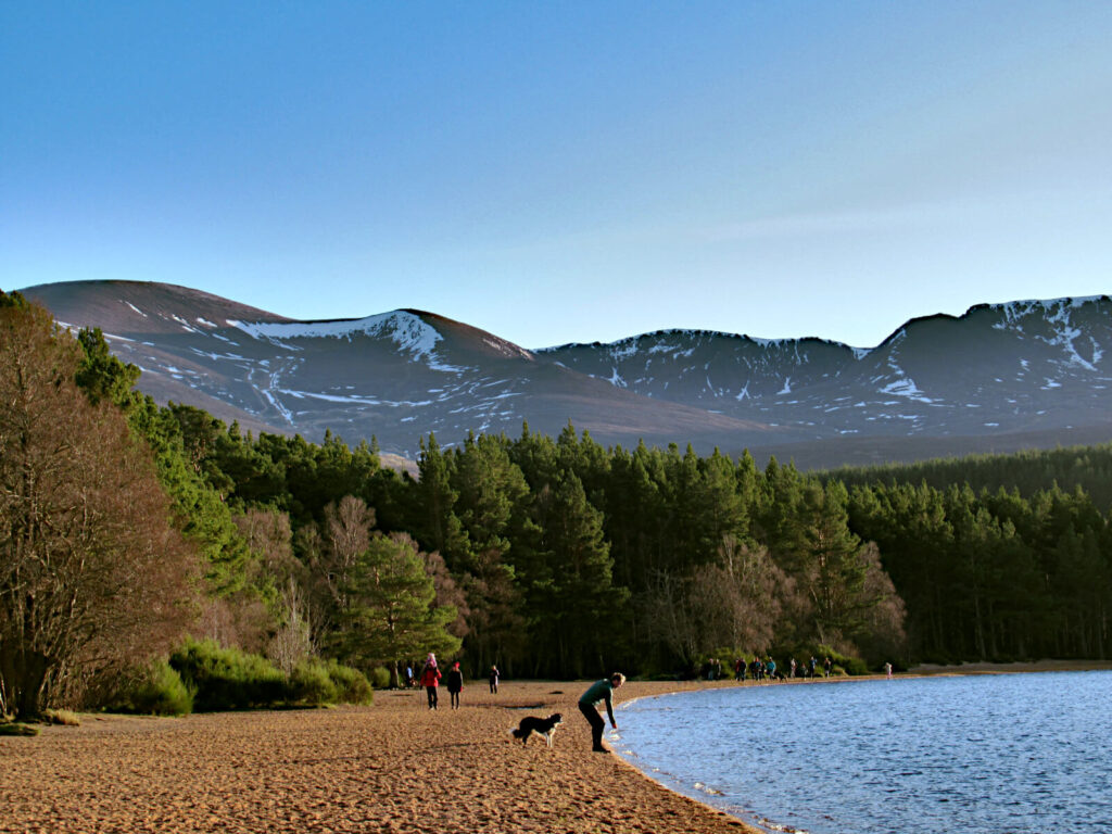 In the foreground is golden sand meeting with the loch water. A person and their dog are on the edge of the water. The beach is lined with thick evergreen trees and the land quickly lifts up into mountains, which are covered in snow. The sky is blue and there is not a cloud in sight.