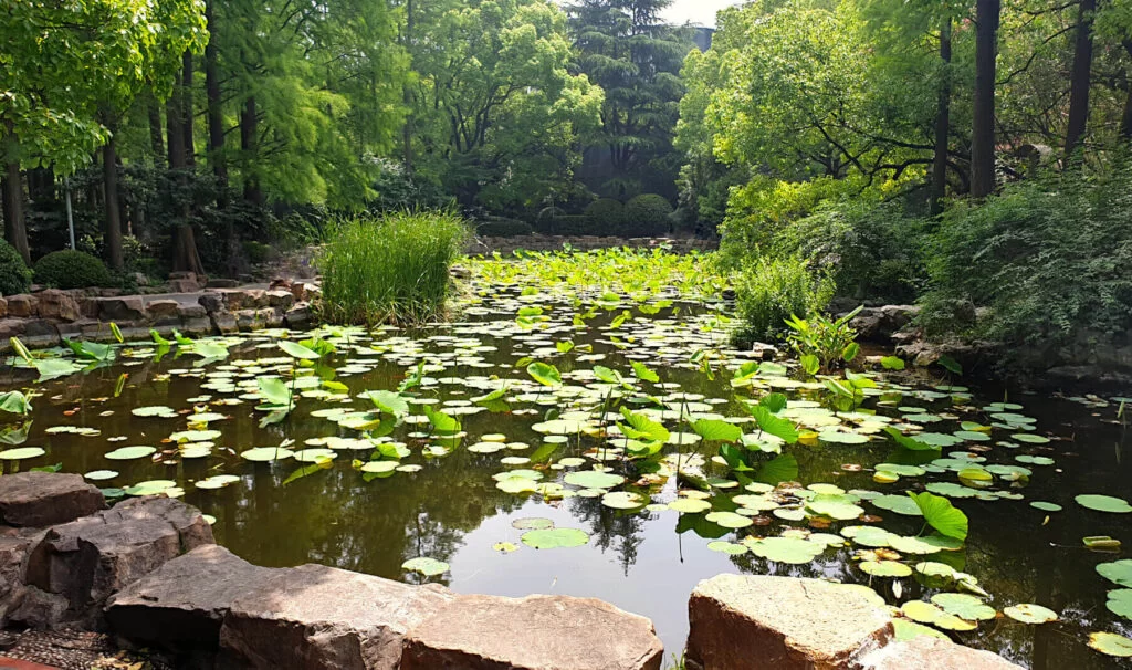 A pond in People's Park covered in bright green leaves surrounded by green trees in the middle of Shanghai. A slice of nature in the bustling city.