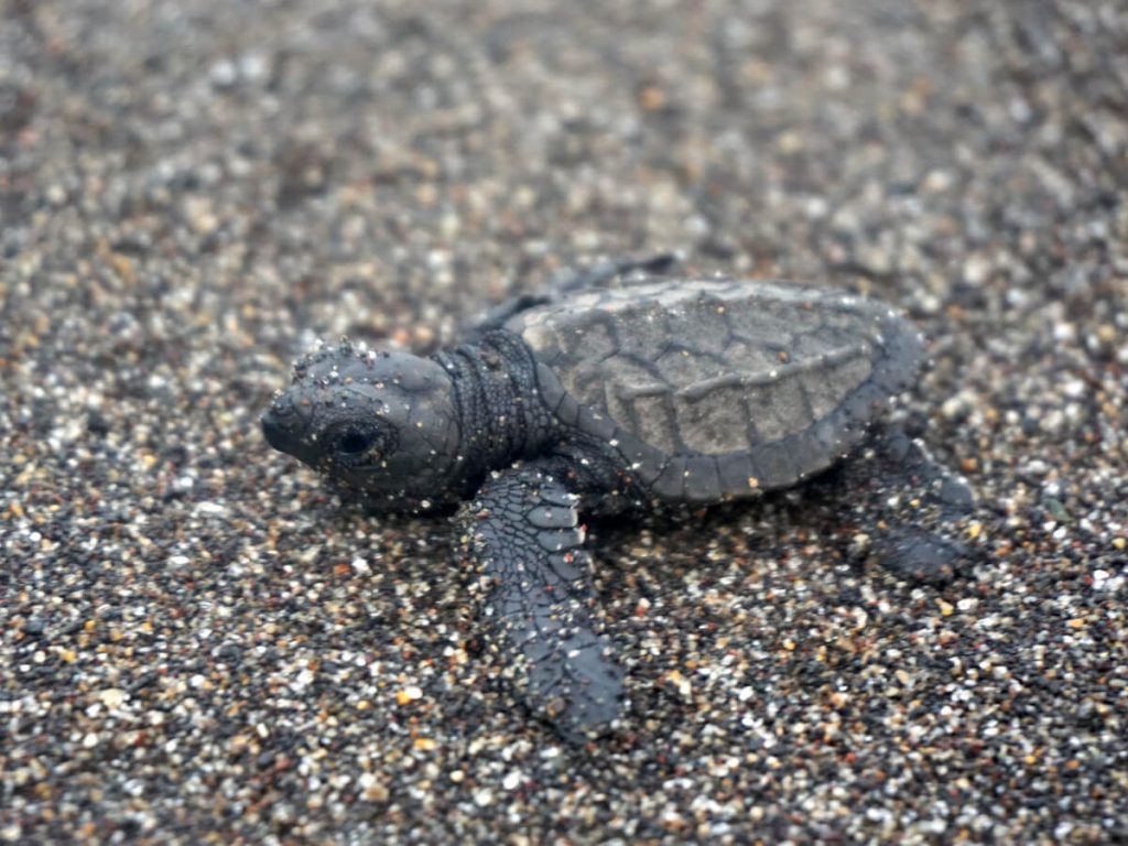 A freshly hatched baby turtle on the black sands of Playa El Paredon