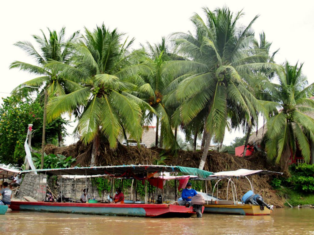 Two boats under palm trees on the river of El Paredon Guatemala